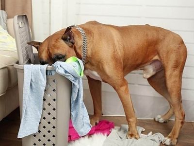 Защо кучетата обичат да крадат чорапи